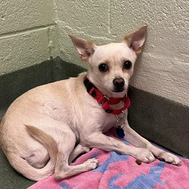 An adult small-sized female Chihuahua dog named Chloe for adoption in West Palm Beach, FL
