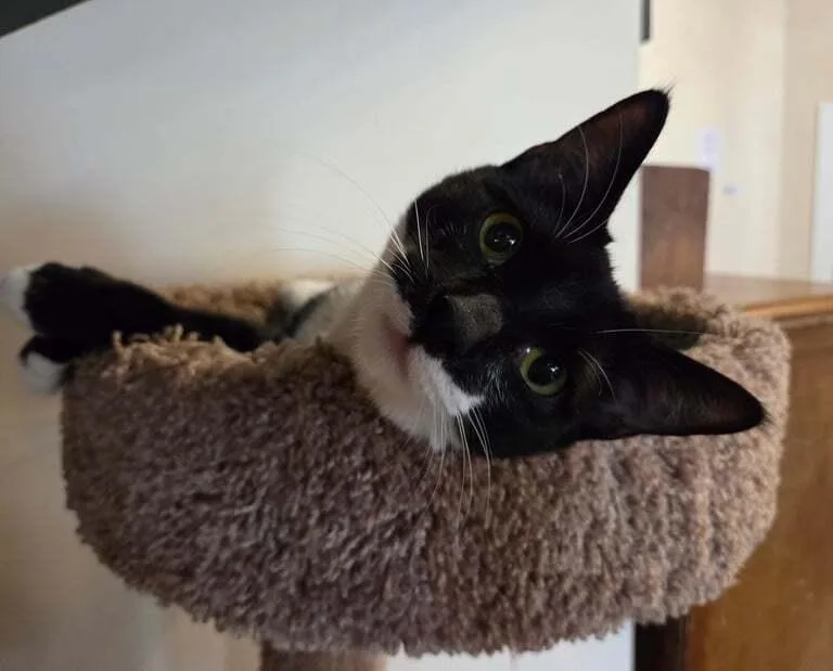A young medium-sized female Black & White / Tuxedo Domestic Short Hair cat named Riley for adoption in Hudson, NH