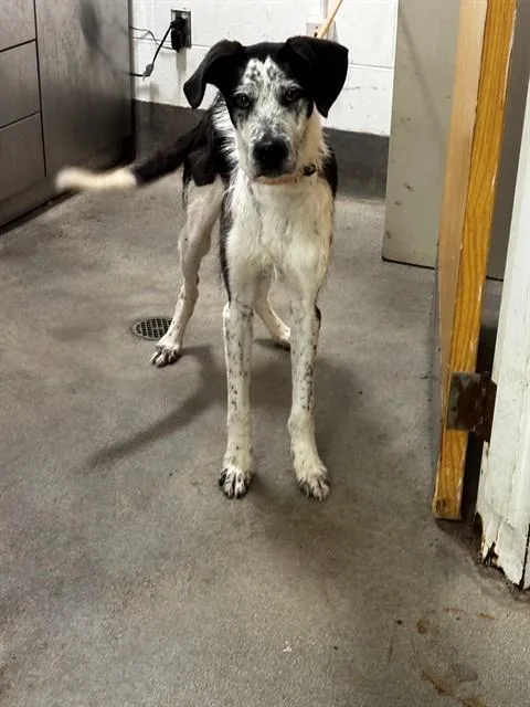 An adult large-sized male Pointer dog named Kori for adoption in Upper Marlboro, MD