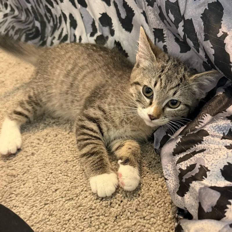 A baby medium-sized female Domestic Short Hair cat named Rosie for adoption in Glendale, AZ