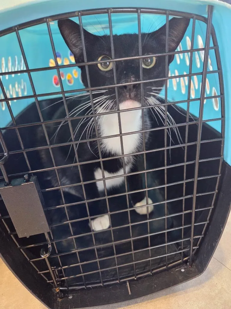 An adult large-sized male Domestic Short Hair cat named Smiley for adoption in Bossier City, LA