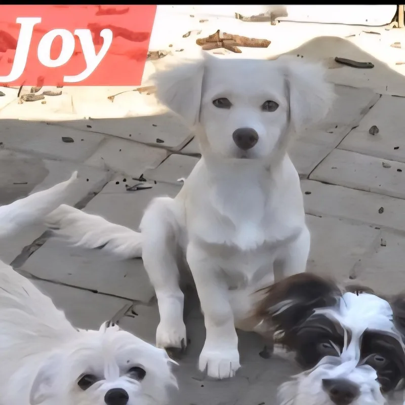 Joy thumbnail 3