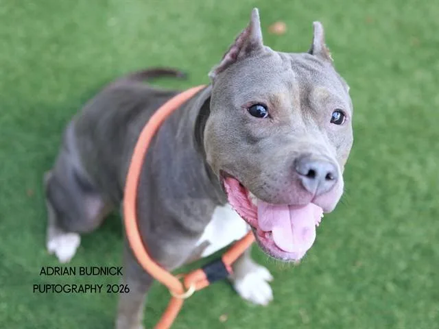 An adult medium-sized female Gray / Blue / Silver Mixed Breed dog named Tiffany for adoption in Nashville, TN