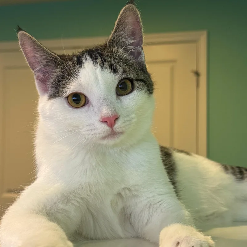 A baby medium-sized female Tabby (Buff / Tan / Fawn) Domestic Short Hair cat named Betelgeuse for adoption in Richmond, VA