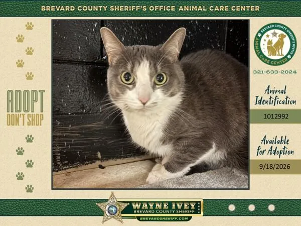 An adult small-sized female Domestic Short Hair cat named Precious for adoption in Melbourne, FL