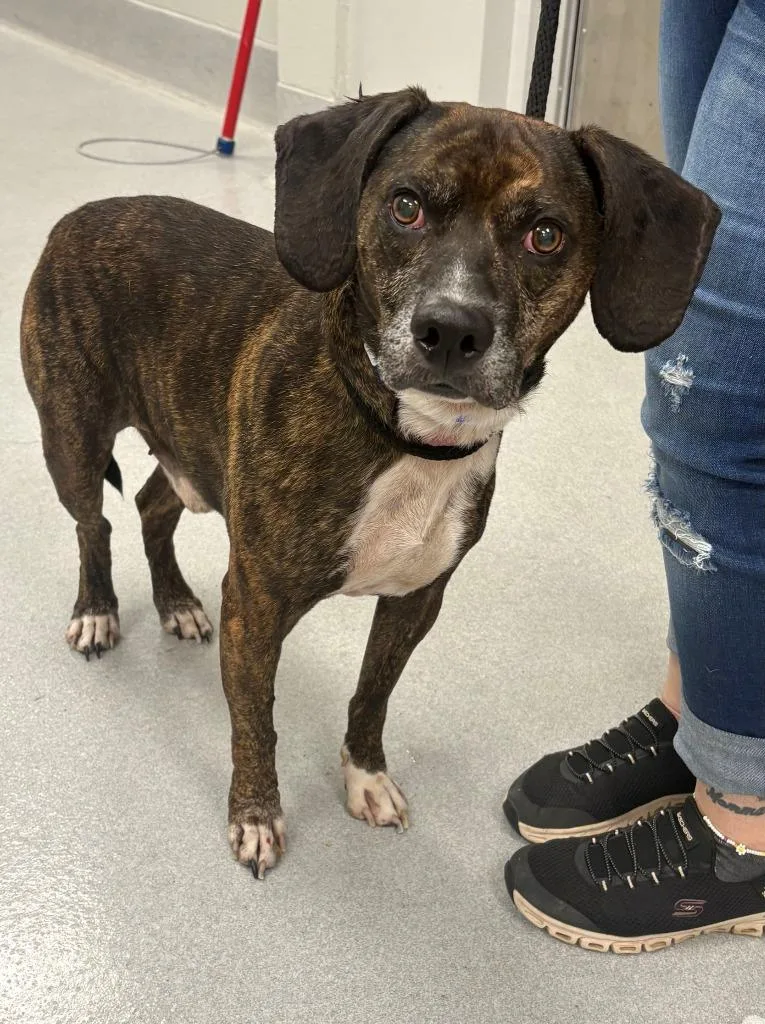 A senior medium-sized male Mixed Breed dog named Raisins for adoption in Chillicothe, OH