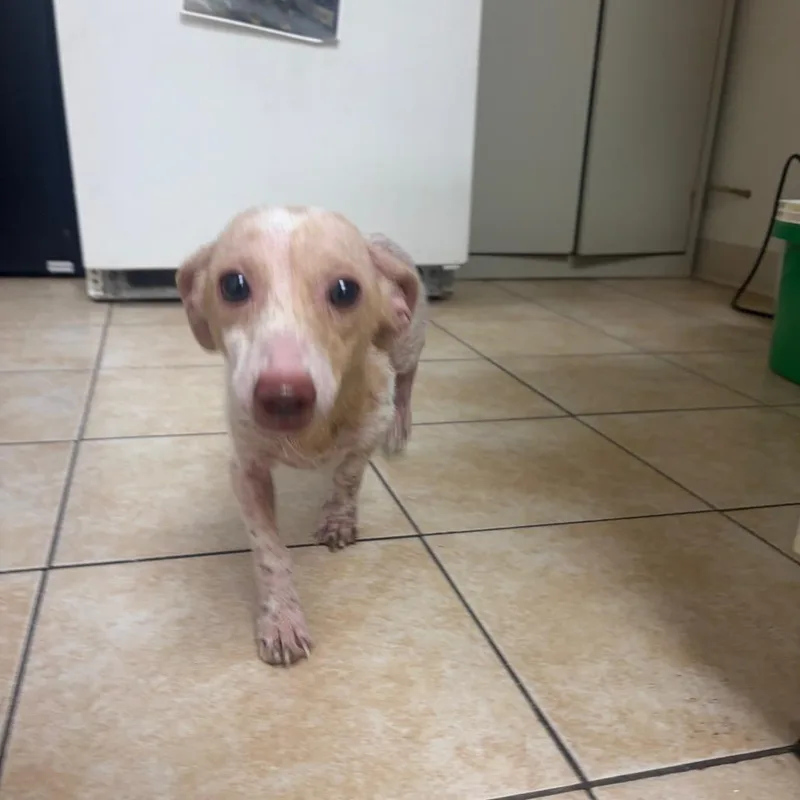 A senior small-sized male Yellow / Tan / Blond / Fawn Dachshund dog named Mac Tonight for adoption in Pekin, IL