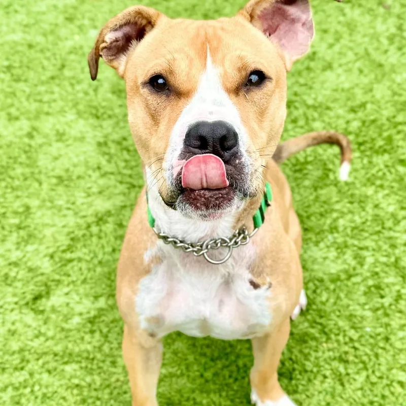 An adult medium-sized male Yellow / Tan / Blond / Fawn Pit Bull Terrier dog named Cloud for adoption in Matteson, IL