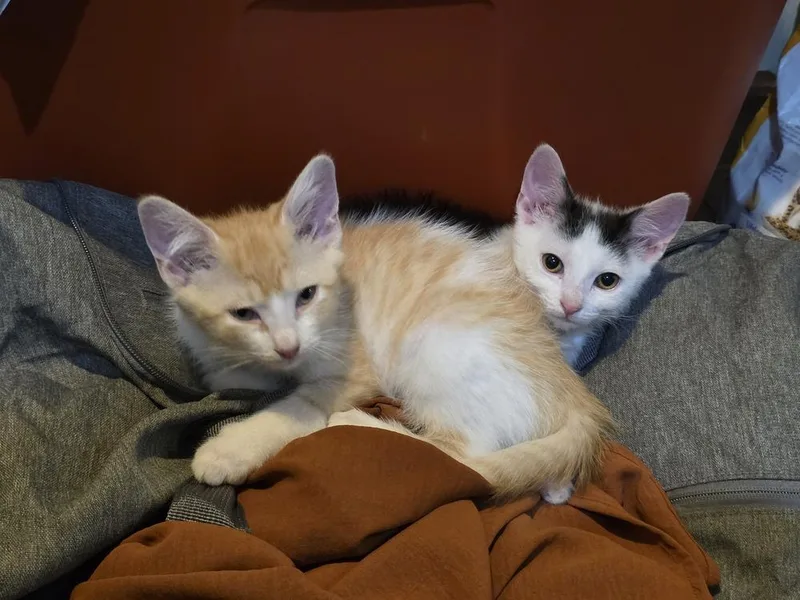 A baby medium-sized female Black & White / Tuxedo Domestic Short Hair cat named Wesson for adoption in Clinton Township, MI