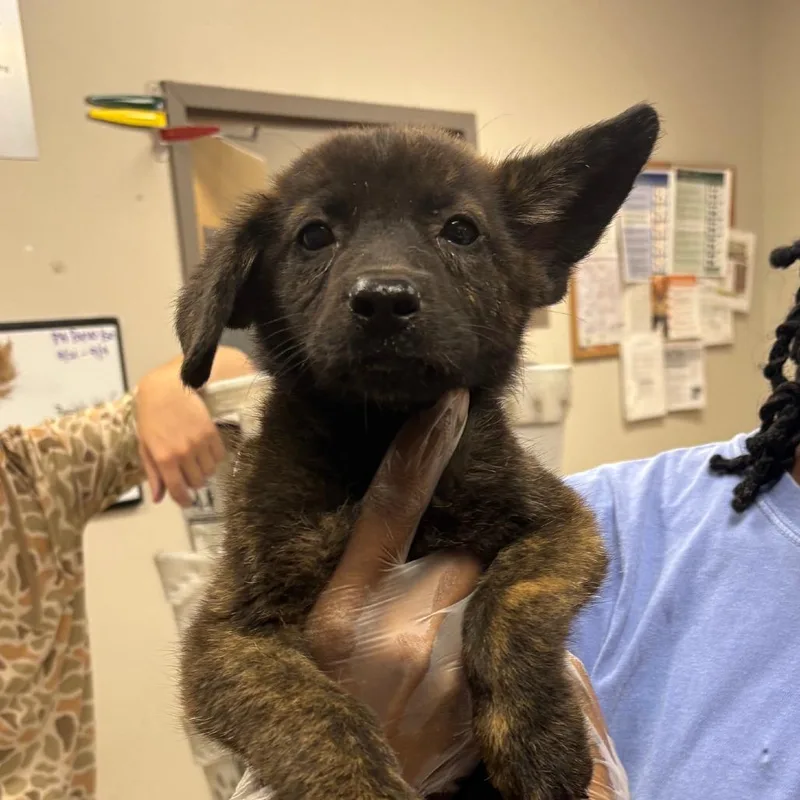 A baby small-sized male Brown / Chocolate Labrador Retriever dog named Buckwheat  U for adoption in Tupelo, MS