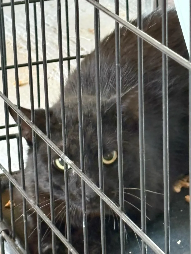 A young medium-sized male Domestic Short Hair cat named Baloo for adoption in Wauchula, FL