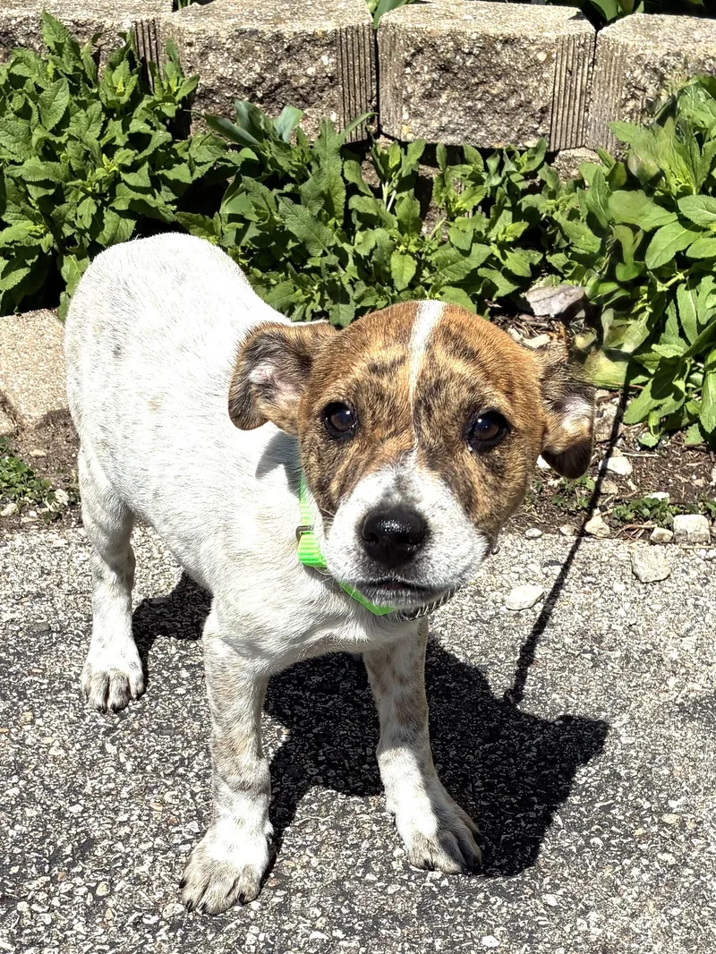 A baby medium-sized male Brindle Mixed Breed dog named Calloway for adoption in West Chicago, IL