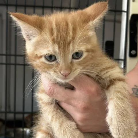 A baby small-sized male Torbie American Shorthair cat named Berto for adoption in Poplar Bluff, MO