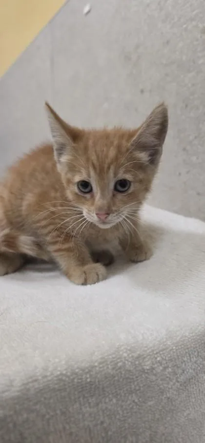 A baby small-sized female Domestic Short Hair cat named Dawn for adoption in Honolulu, HI