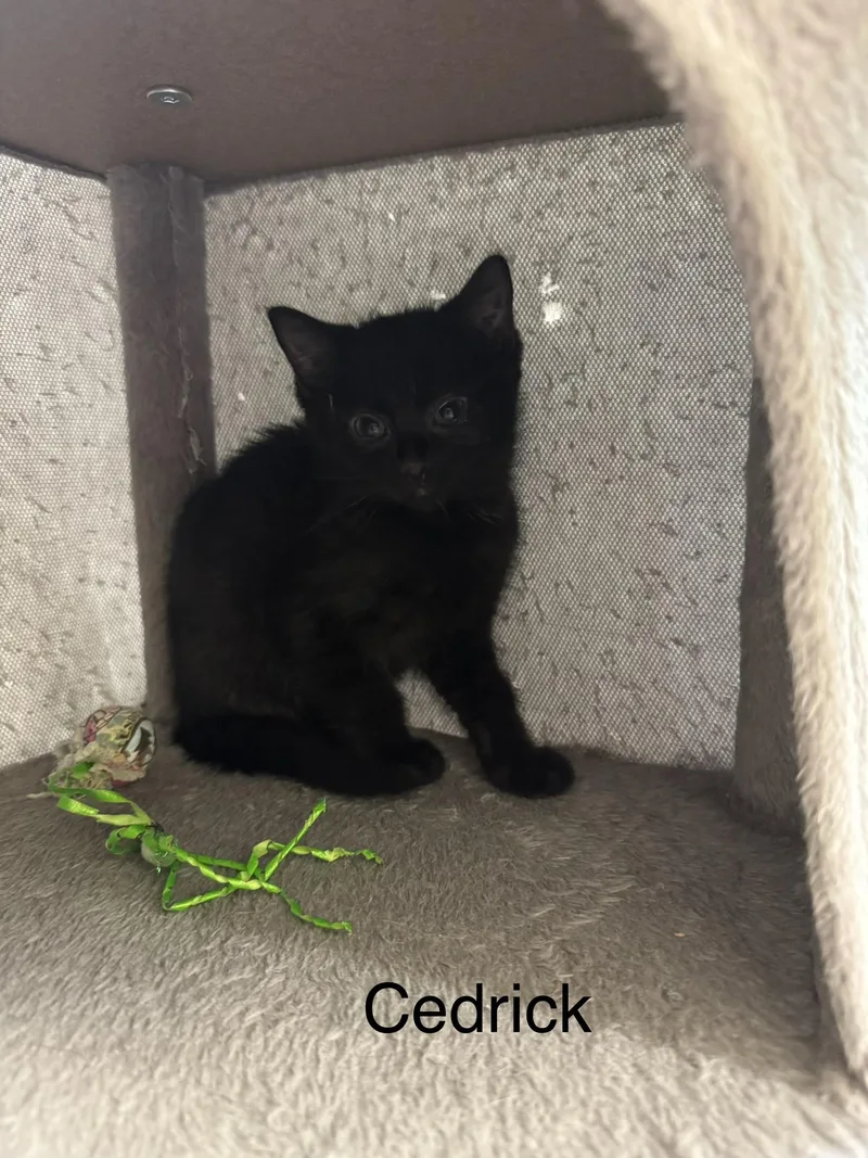 A baby medium-sized male Black Domestic Short Hair cat named Cedrick for adoption in Ulster, PA
