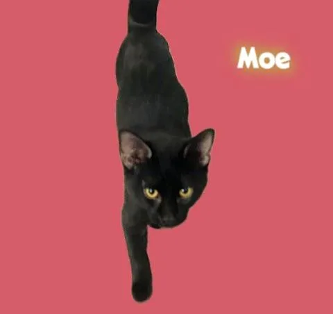 Moe