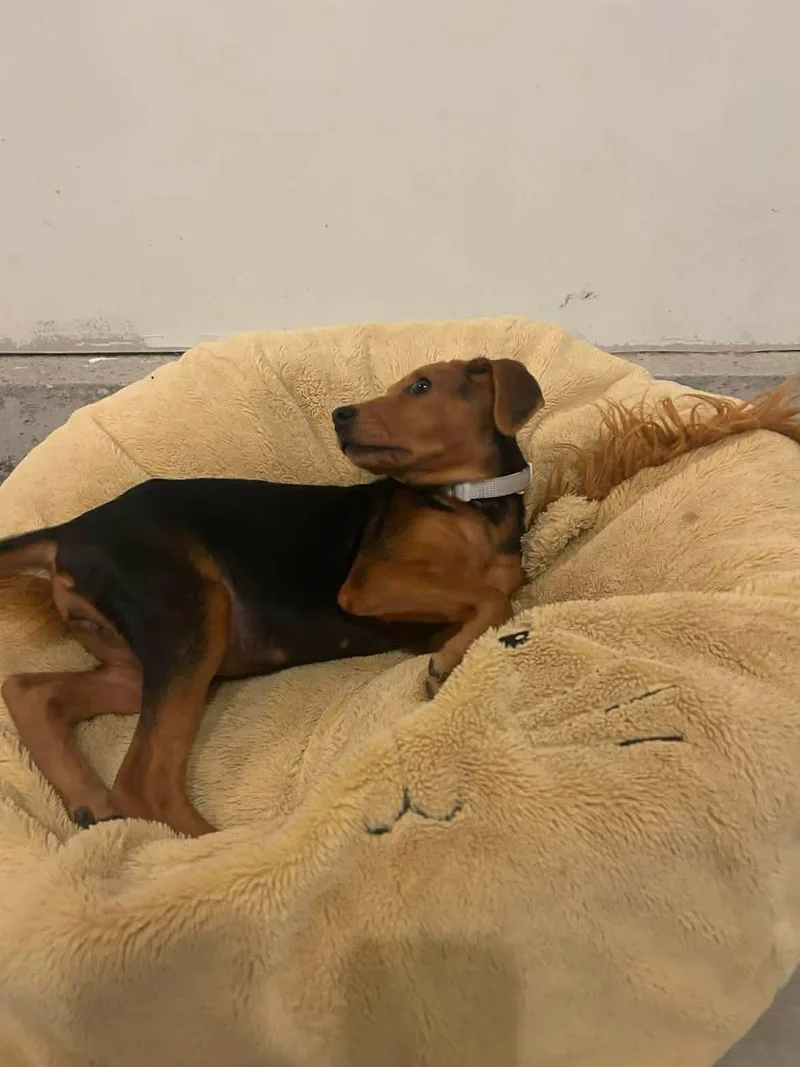 A baby medium-sized female Coonhound dog named Lily for adoption in Carmel, NY