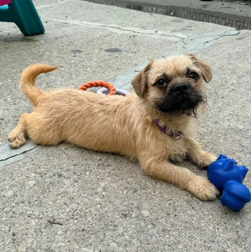 A baby small-sized male Pug dog named Theodore for adoption in Warren, MI