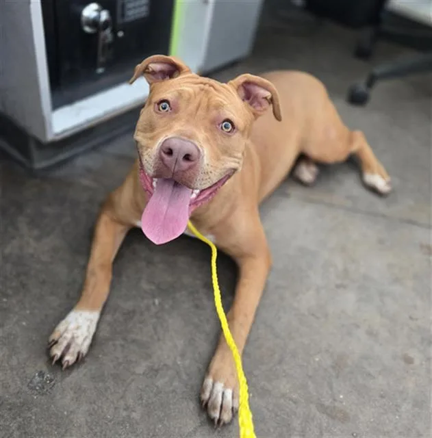 A young large-sized female Mixed Breed dog named Sequoia for adoption in Dallas, TX