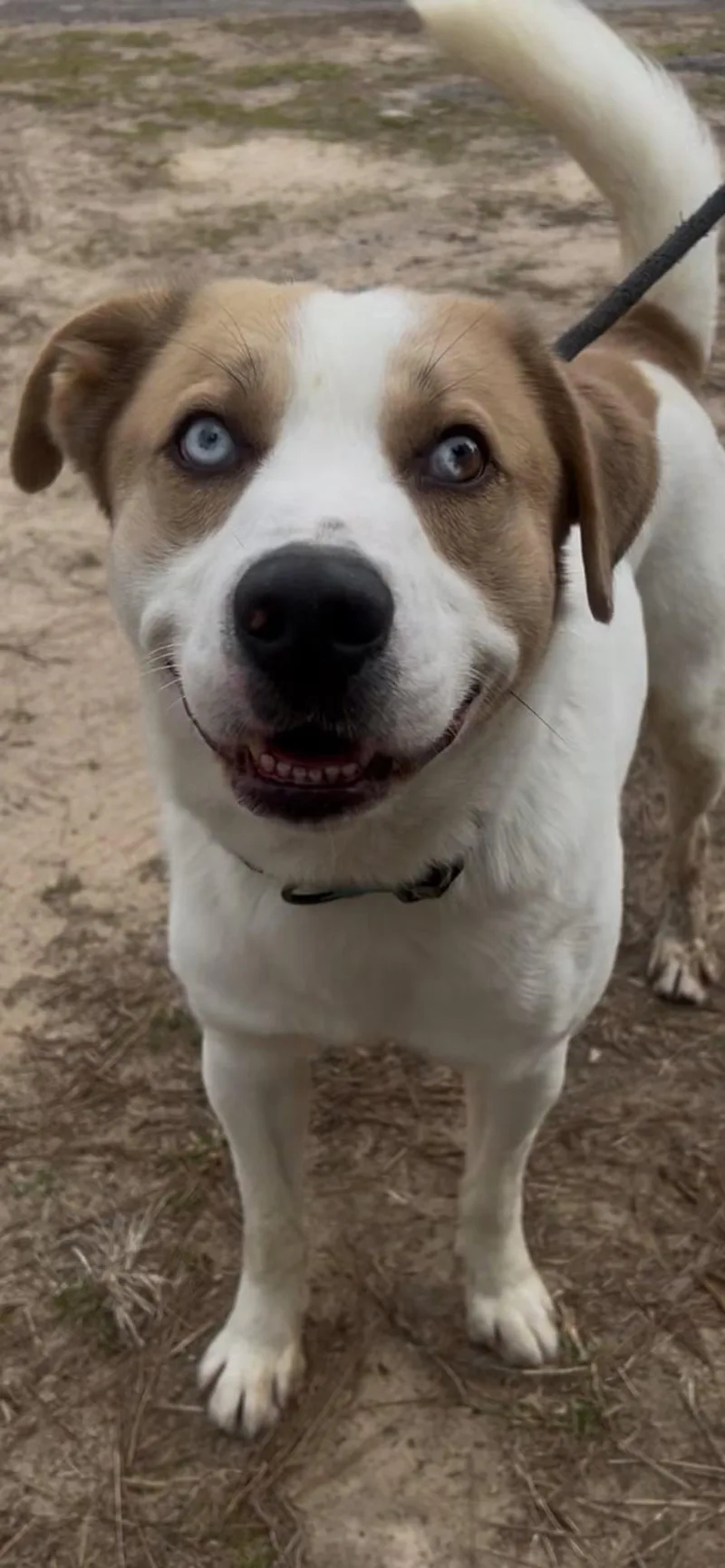 An adult medium-sized male Saint Bernard dog named Rex for adoption in Tyler, TX
