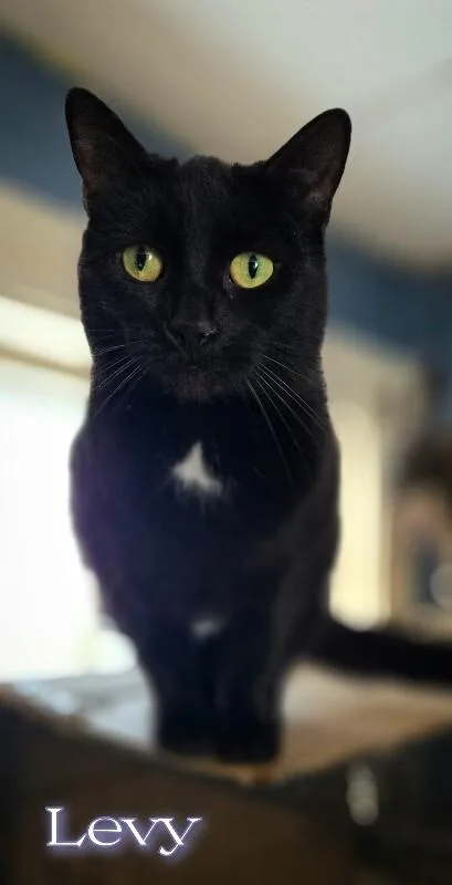 An adult medium-sized female Black Domestic Short Hair cat named Levy for adoption in Adrian, MI