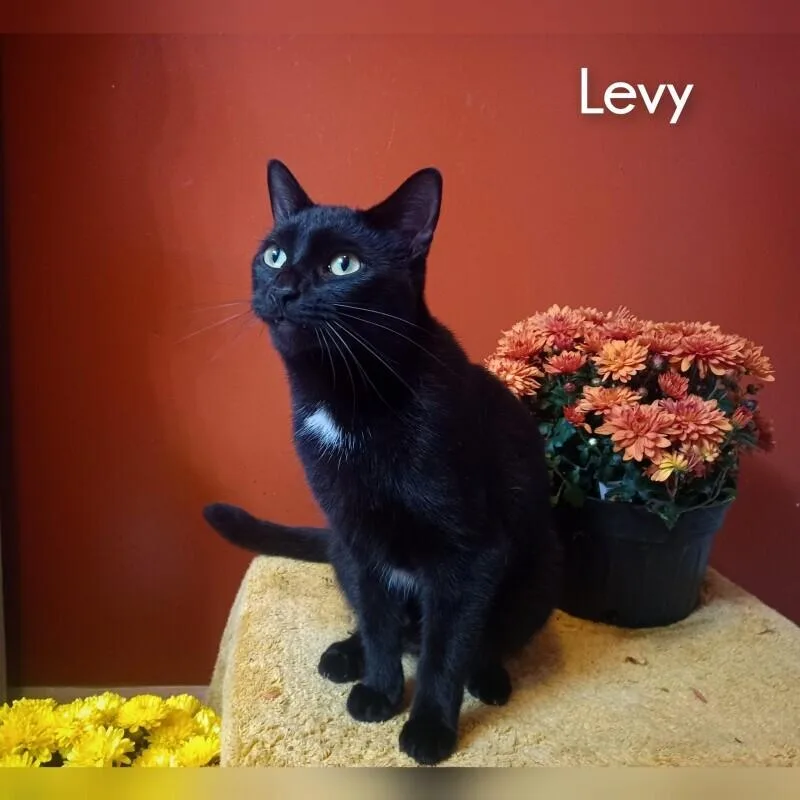 Levy thumbnail 3