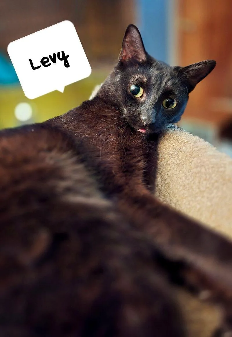 Levy thumbnail 4