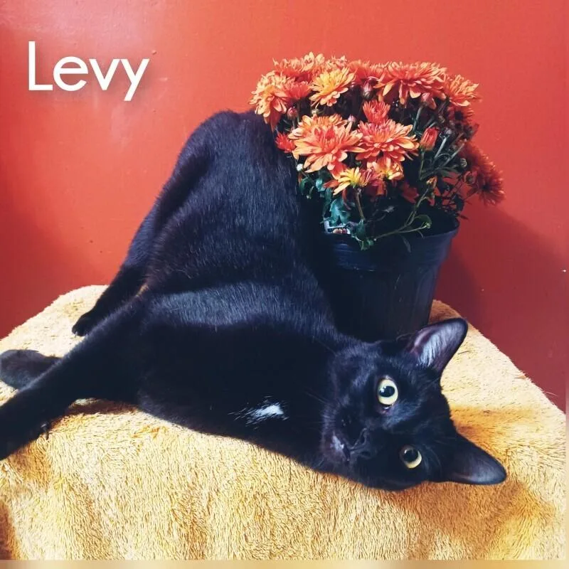 Levy thumbnail 5