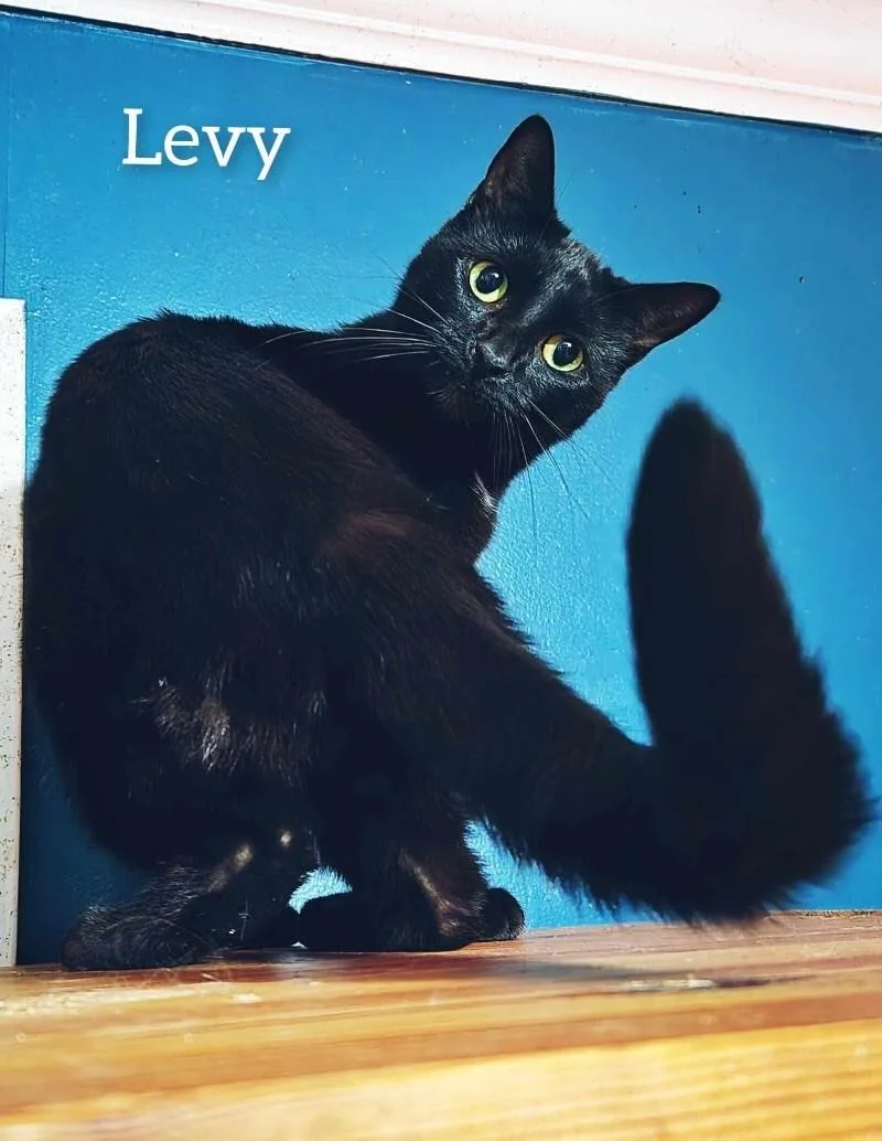 Levy thumbnail 6