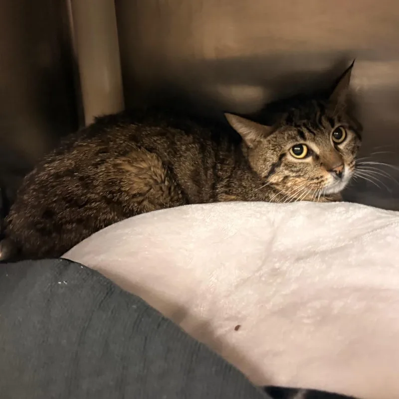A young medium-sized male Gray / Blue / Silver Domestic Short Hair cat named Moonpie for adoption in Flagstaff, AZ