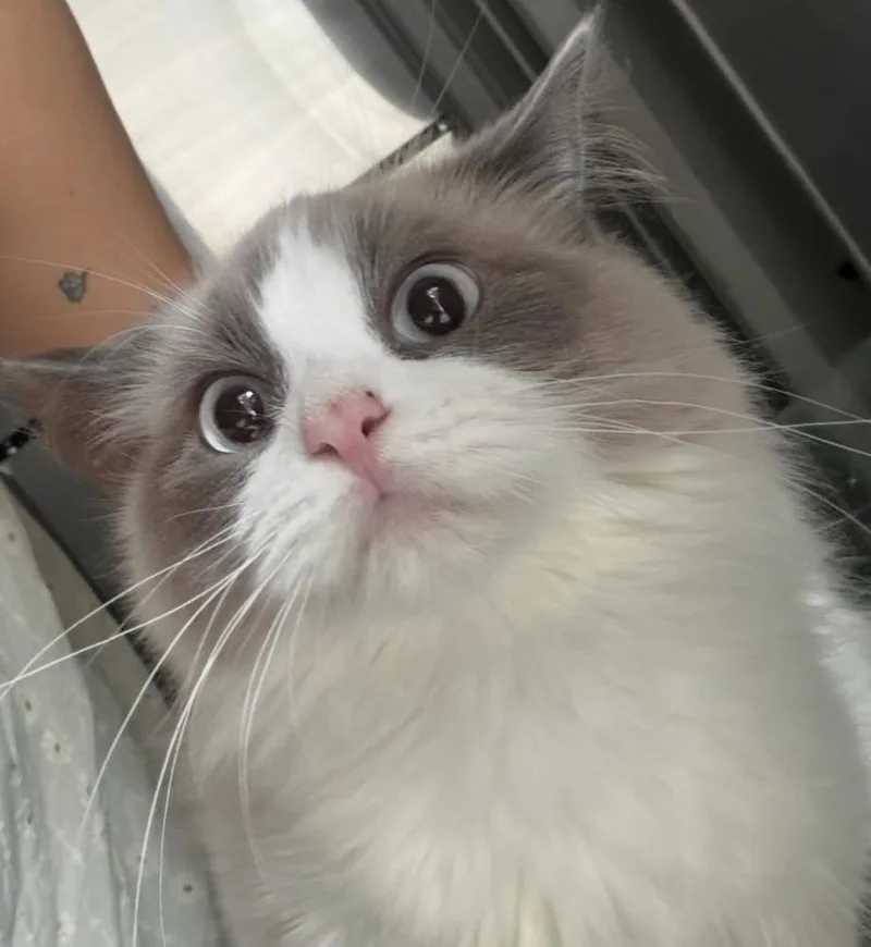 Hermès thumbnail 3