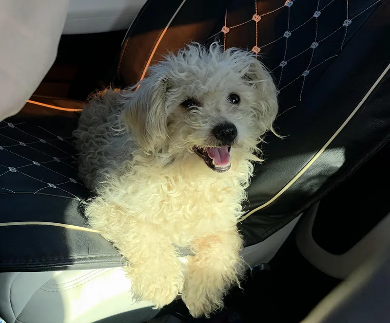 A young small-sized male Apricot / Beige Poodle (Toy) dog named Marshmallow for adoption in Fiddletown, CA