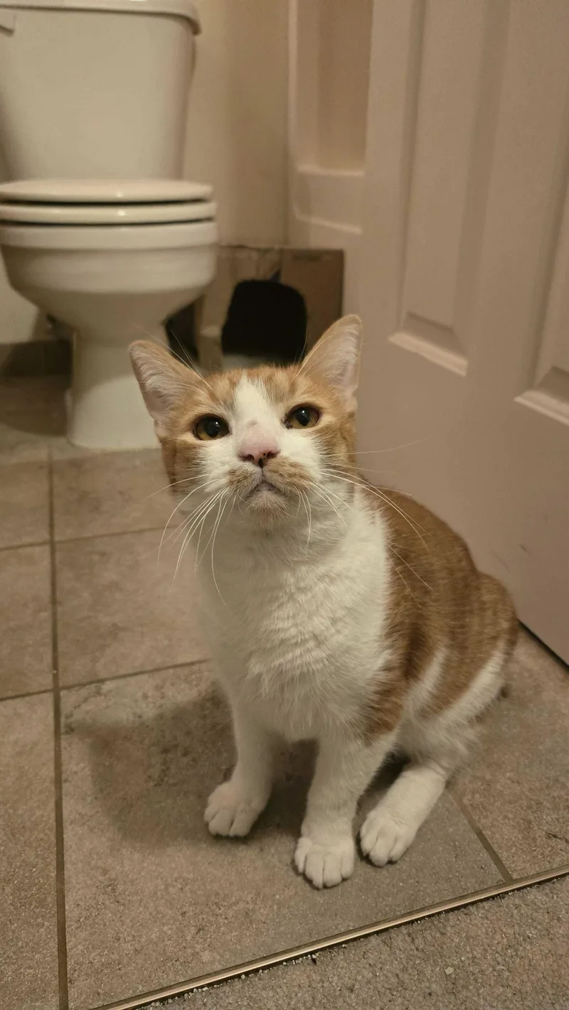 Humphrey thumbnail 2