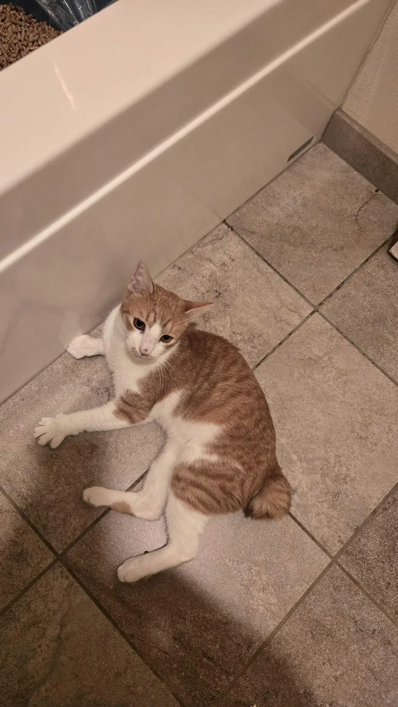 Humphrey thumbnail 3