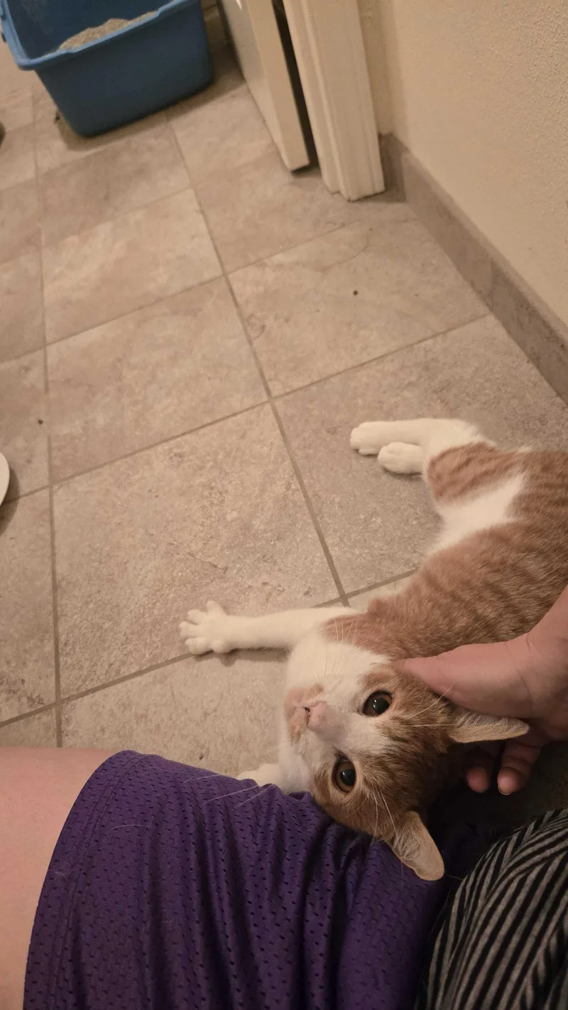 Humphrey thumbnail 4