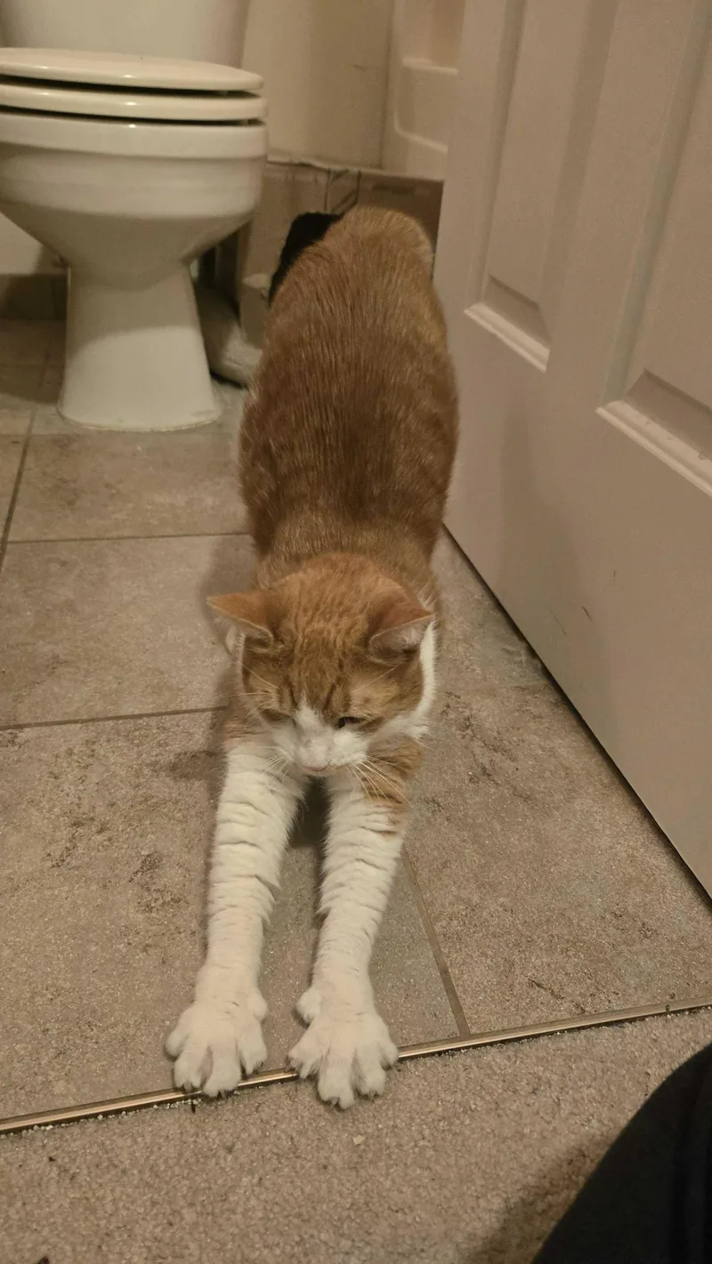 Humphrey thumbnail 5