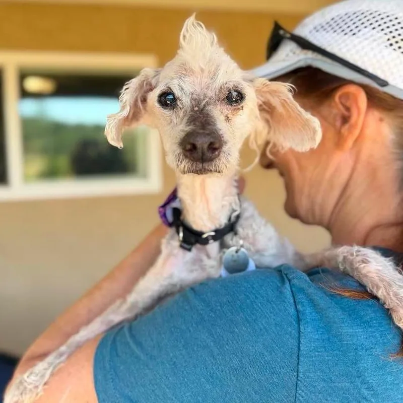 A senior small-sized male White / Cream Maltese dog named Eustace for adoption in Ramona, CA
