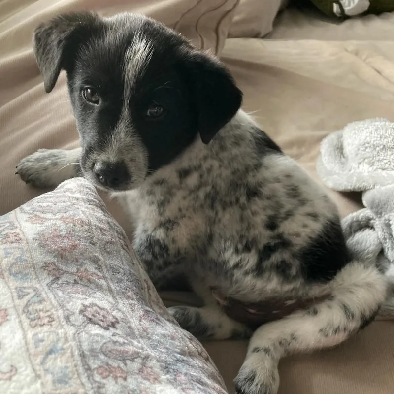 A baby medium-sized male Black Australian Cattle Dog / Blue Heeler dog named Bandit for adoption in Watertown, WI