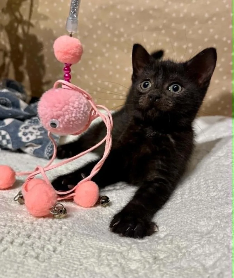 A baby small-sized female Black Domestic Short Hair cat named Dot for adoption in Groveland, MA