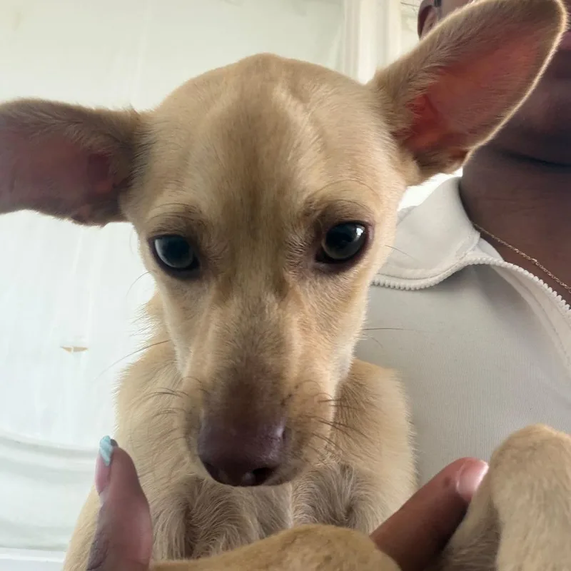 A young small-sized male Yellow / Tan / Blond / Fawn Chihuahua dog named Noah for adoption in Clarksdale, MS