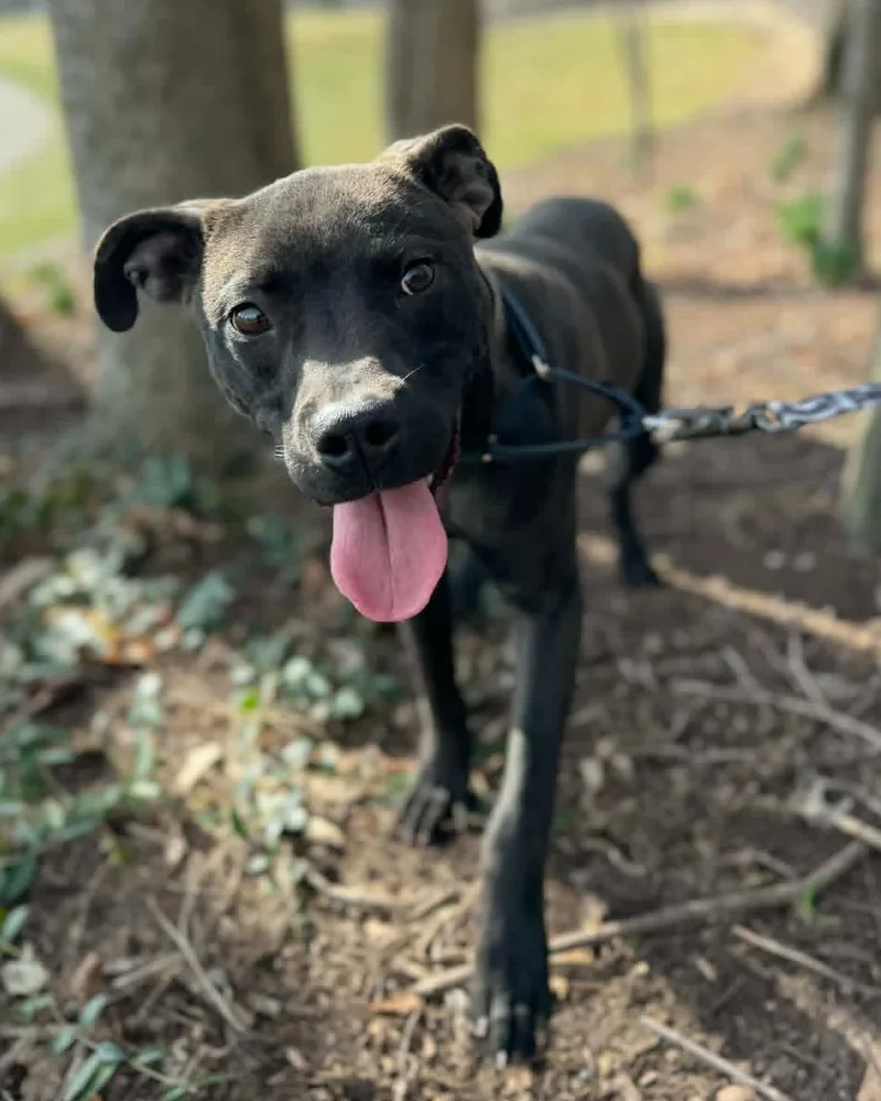 An adult small-sized male Black Terrier dog named Slick for adoption in Fremont, MI
