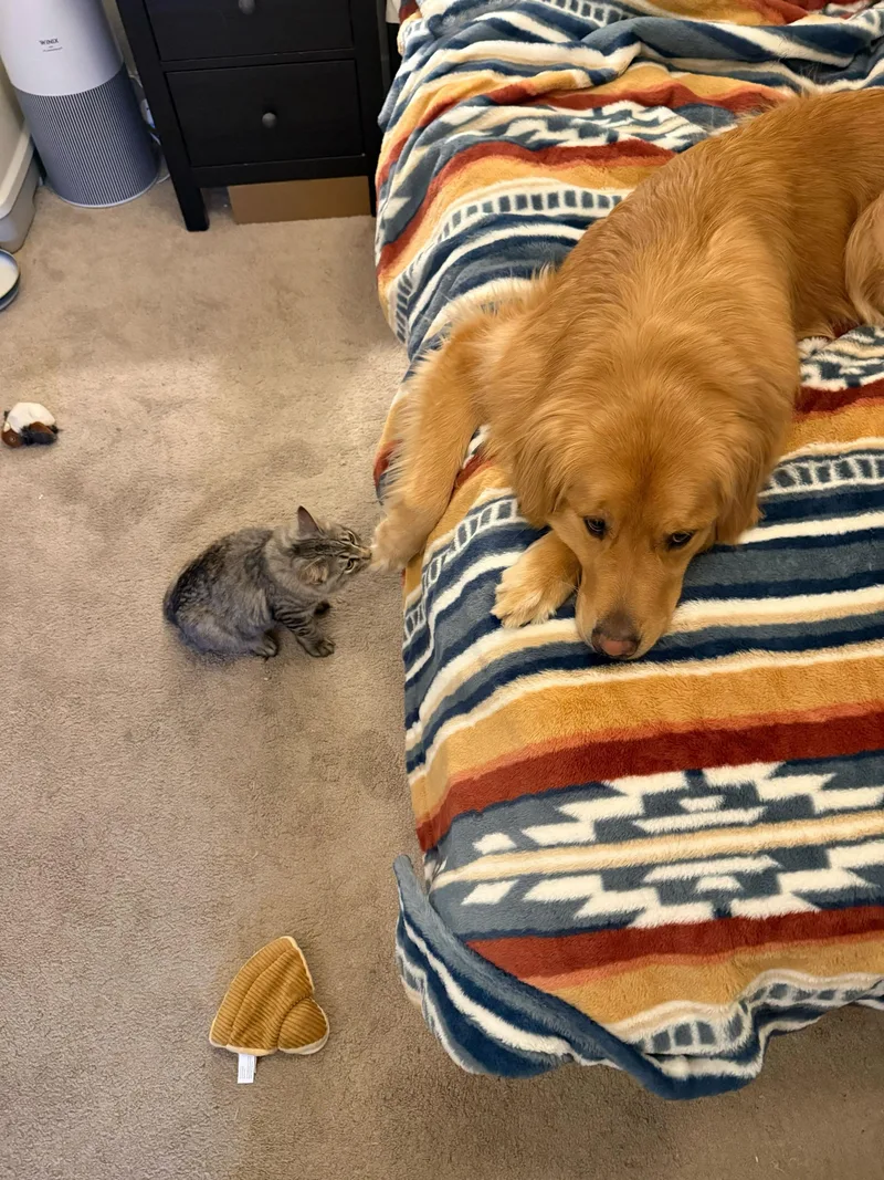 Flow And Graybie thumbnail 2