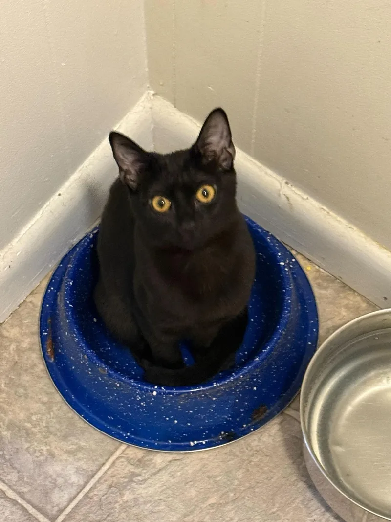 Flow And Graybie thumbnail 3