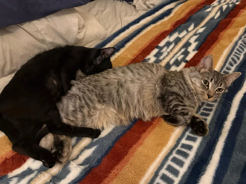 Flow And Graybie photo 1