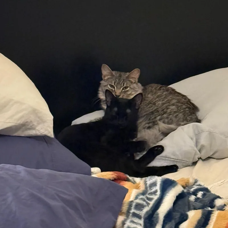 Flow And Graybie thumbnail 4