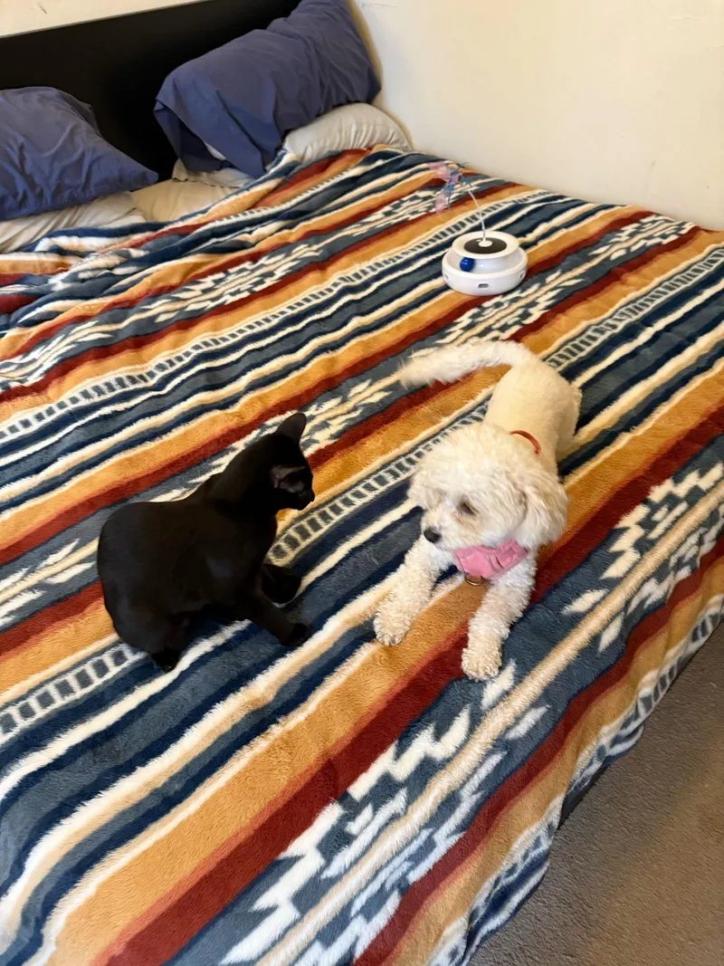 Flow And Graybie thumbnail 5