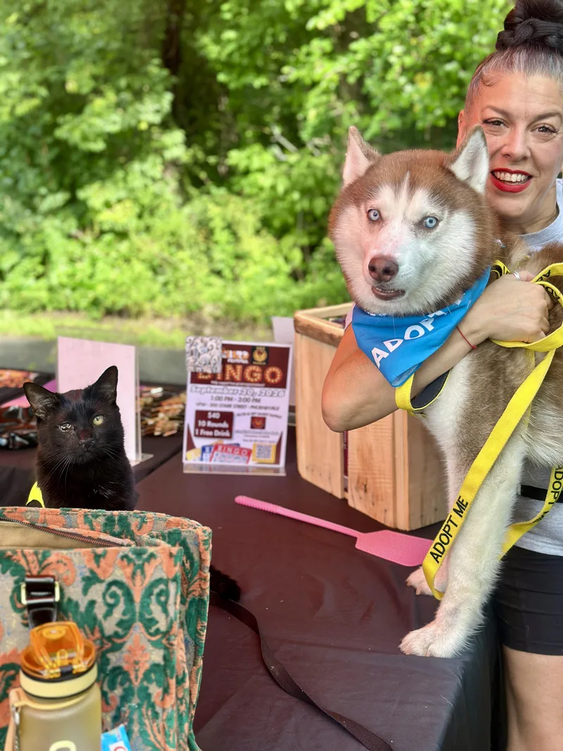 An adult medium-sized male Red / Chestnut / Orange Siberian Husky dog named Musa for adoption in Spring City, PA