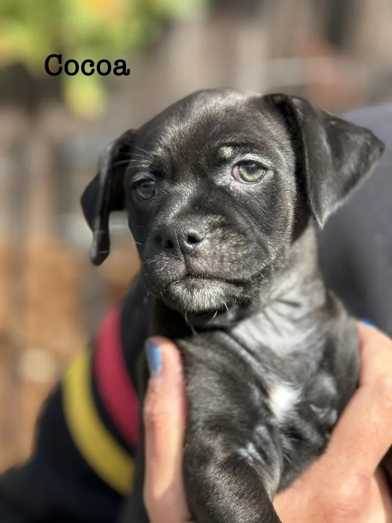 A baby small-sized male Black Beagle dog named Coco for adoption in Lafayette, CA