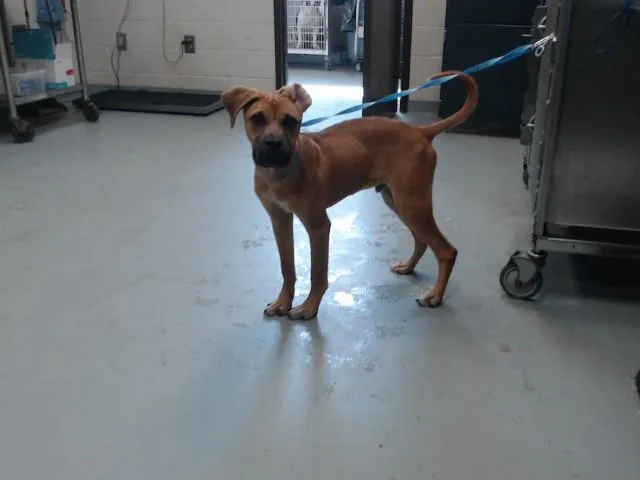 A young small-sized male Labrador Retriever dog named Naboo for adoption in Fayetteville, NC