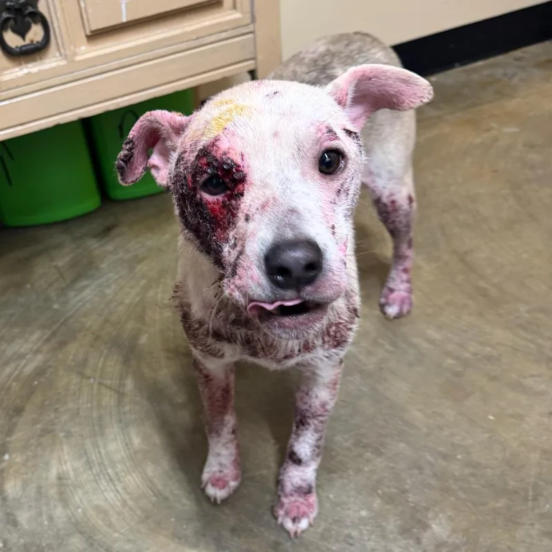 A young medium-sized male White / Cream Mixed Breed dog named Bowie for adoption in Corinth, MS